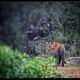 Sariska
